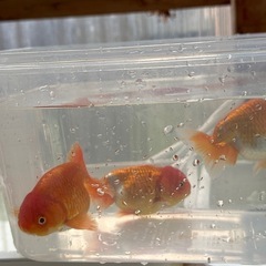 らんちゅうの画像