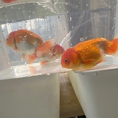 らんちゅうの画像