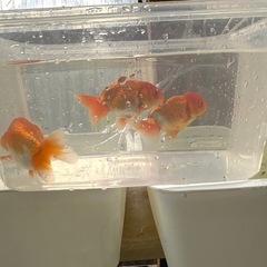 らんちゅうの画像