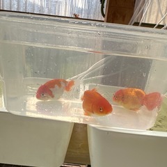 らんちゅうの画像