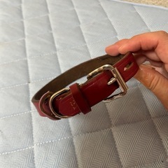 首輪犬　28〜36センチの画像