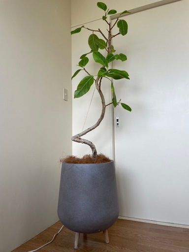 フィカス・ベンガレンシス セメント鉢付き 約1.6メートル
