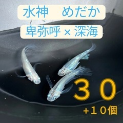 水神メダカ有精卵30個