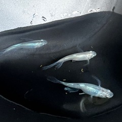 水神メダカ有精卵30個の画像