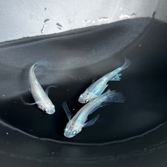 水神メダカ有精卵30個の画像