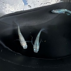 水神メダカ有精卵30個の画像