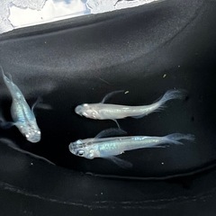 水神メダカ有精卵30個の画像