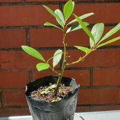 お買い得!!月桂樹ローリエ ポット植え
