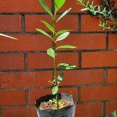 お買い得!!月桂樹ローリエ ポット植え