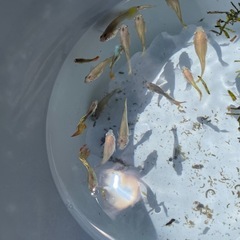 グッピー（育て易い淡水観賞魚）差し上げます