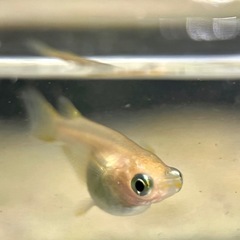 【格安】出目だるまミックスの画像
