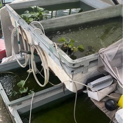 【格安】出目だるまミックスの画像