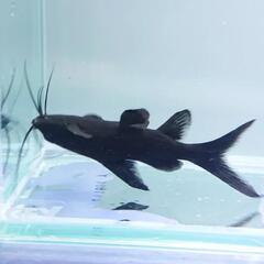 （受渡決定）ビルマサカサナマズ（熱帯魚）