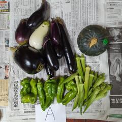 　【お取引先決定済】坊ちゃんかぼちゃと夏野菜のセットＡ