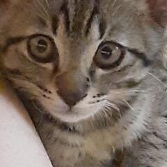 生後４ヶ月男の子です − 島根県