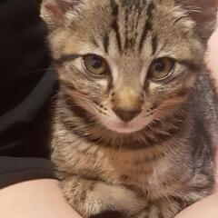 生後４ヶ月男の子です - 猫