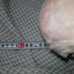 【お話中】くまのぬいぐるみ（ピンク）の画像