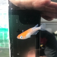 レッドクリフ紅白　メダカ　有精卵30個＋a 500円