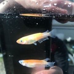 レッドクリフ紅白　メダカ　有精卵30個＋a 500円の画像