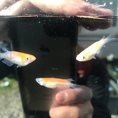 レッドクリフ紅白　メダカ　有精卵30個＋a 500円の画像