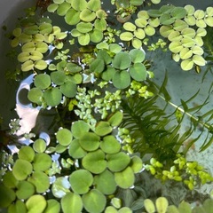 サルビニアクララータ無農薬5株