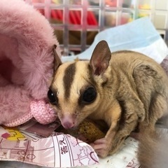 フクロウモモンガ女の子