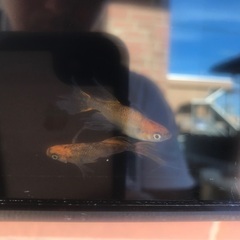 各種　メダカ　有精卵　30個＋a 好きな品種１つ　フロマージュ、エメキン、ミッドナイトフリル、和墨RLF、ネプチューン、ラムネブルーなどの画像