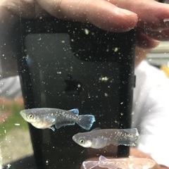 各種　メダカ　有精卵　30個＋a 好きな品種１つ　フロマージュ、エメキン、ミッドナイトフリル、和墨RLF、ネプチューン、ラムネブルーなどの画像
