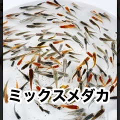 ミックスめだか　