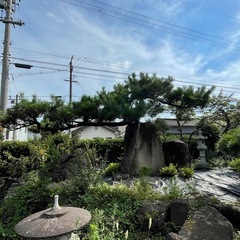 庭木　庭石　譲りますの画像