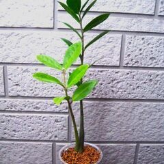 【お話し中】観葉植物　ザミオクルカス　球根　塊根