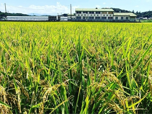 新米令和6年夢つくし30キロ
