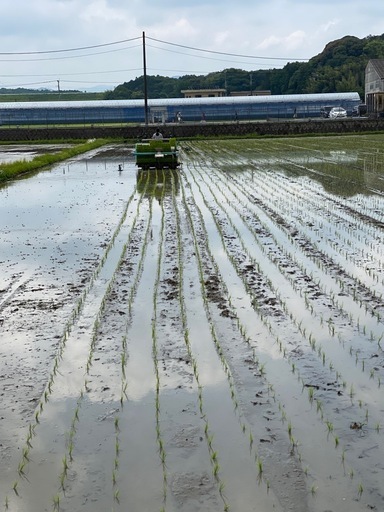 新米令和6年夢つくし30キロ