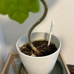 観葉植物の土ください！