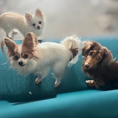 犬友募集