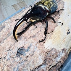 ヘラクレスオオカブト　