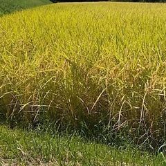 令和5年度産　ミルキークイーン(玄米) 10キロ