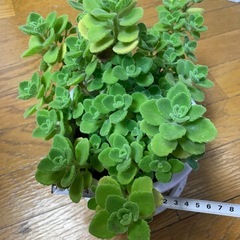 アロマティカス　ハーブ