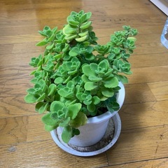 アロマティカス　ハーブの画像