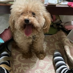 トイプードル茶色9歳