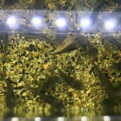 新規取引停止中コリドラス・アエネウスの画像