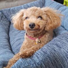 ワンちゃんラブ友欲しい🐩