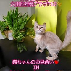 9/1（日）譲渡会。生後3ヶ月ソマリ♂フォーン(⋈◍＞◡＜◍)。✧♡ 