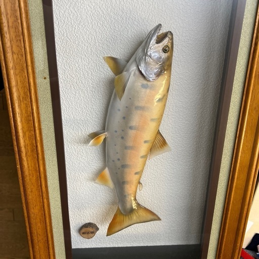 川魚　剥製