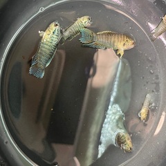 パラダイスフィッシュ　交配　5匹