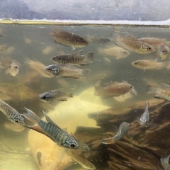 パラダイスフィッシュ　交配　5匹の画像