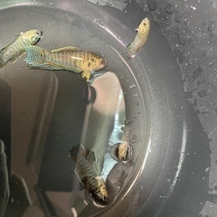 パラダイスフィッシュ　交配　5匹の画像