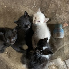 生後20日前後　代理投稿　里親募集　猫