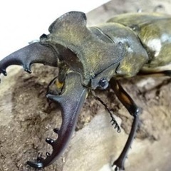 伊豆市天然採集ミヤマクワガタオス大型