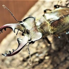 伊豆市天然採集ミヤマクワガタオス大型の画像